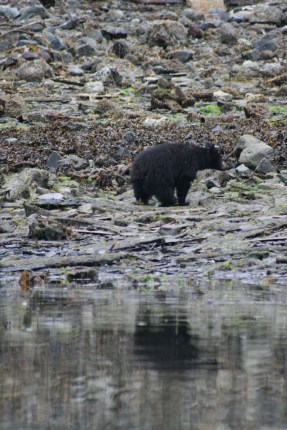 Does a bear $#*% in the woods?